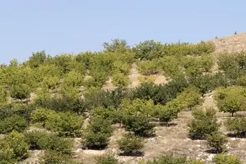 En İyi Malatya Kayısı: Lezzetin ve Sağlığın Adresi