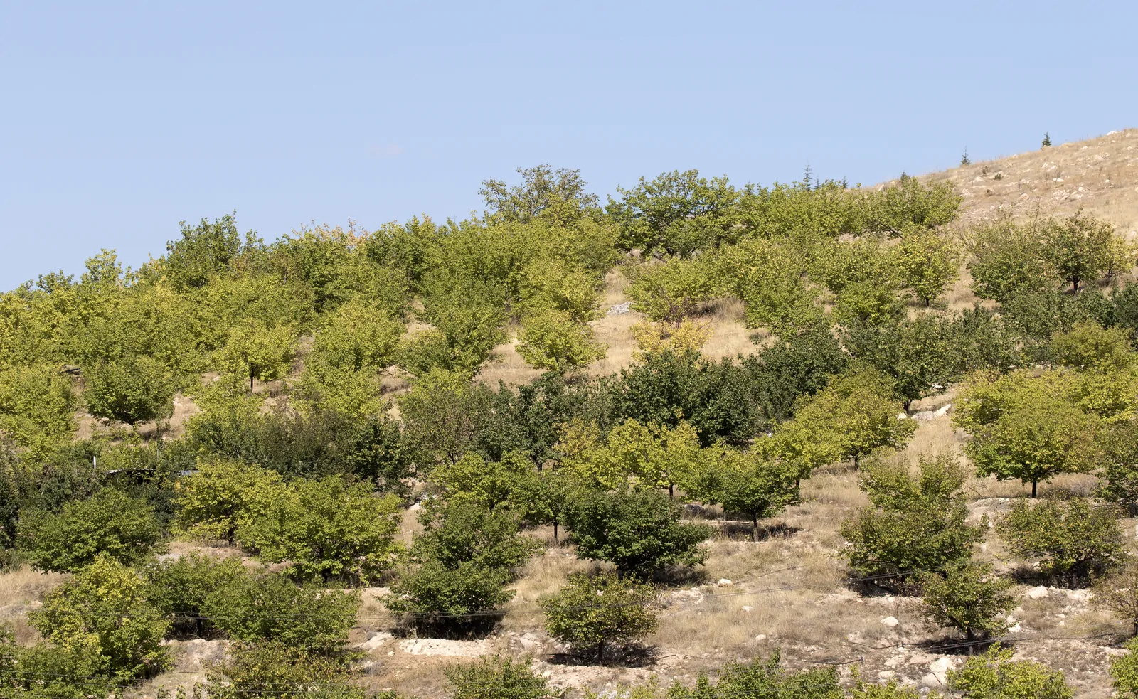 En İyi Malatya Kayısı: Lezzetin ve Sağlığın Adresi