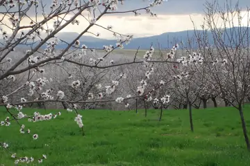 En İyi Malatya Kayısısı Nasıl Seçilir ve Tüketilir?