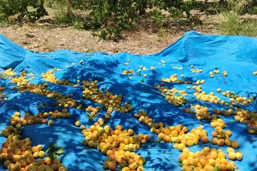 Kabaaşı Kayısı: Malatya'nın Gözde Lezzeti