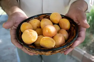 Kuru Kayısı Seçimi: En Lezzetli Malatya Kayısıları Nasıl Seçilir?