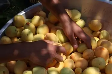Malatya Kayısıları: Tat ve Sağlığın Buluşma Noktası