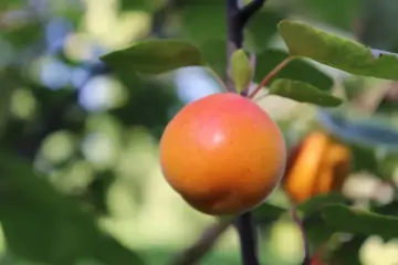 Malatya Kayısıları: Lezzet, Çeşit ve Faydaları