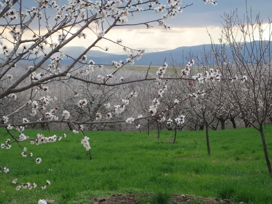 Kurutulmuş Malatya kayısıları